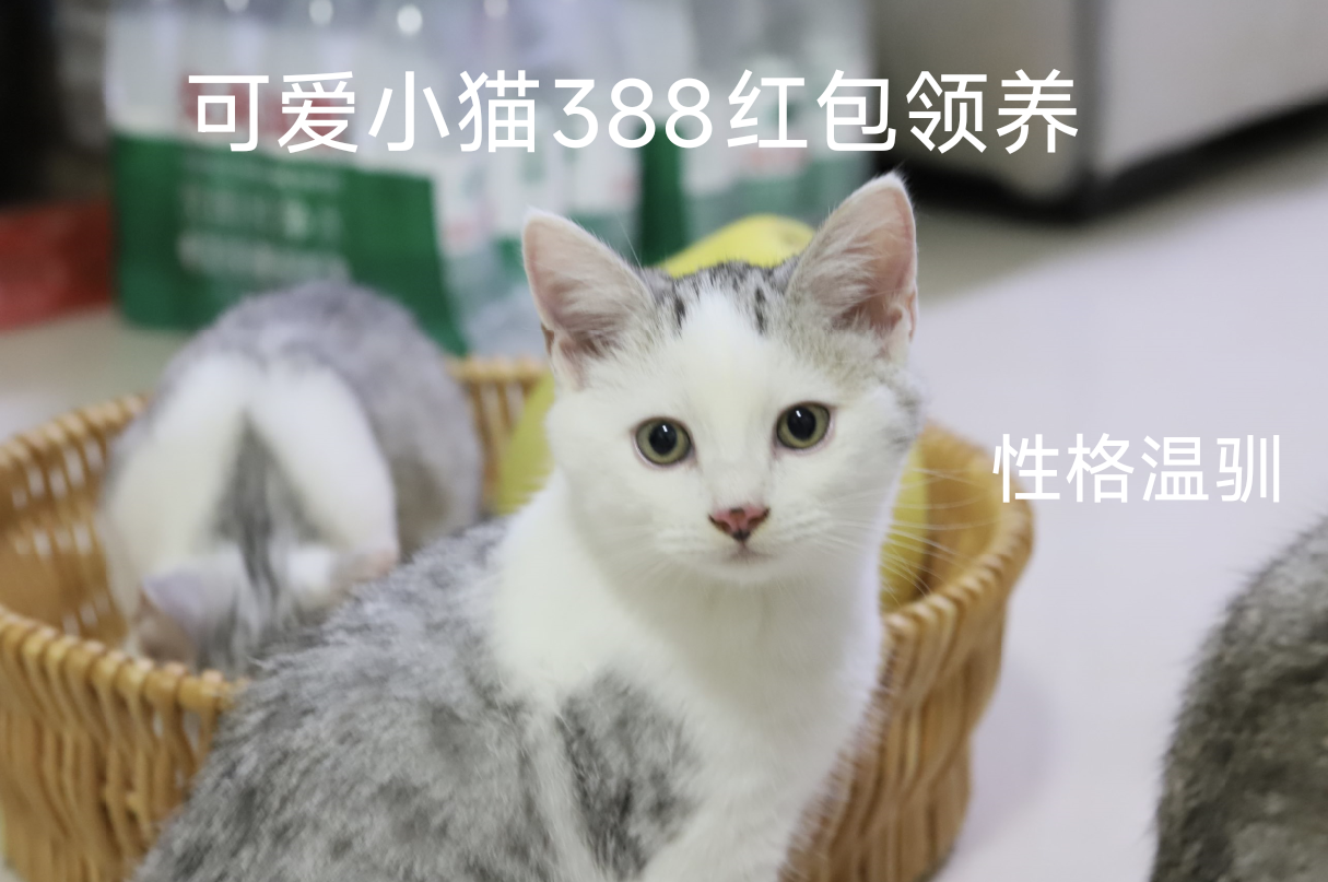 小猫 幼猫 美短  5折急售